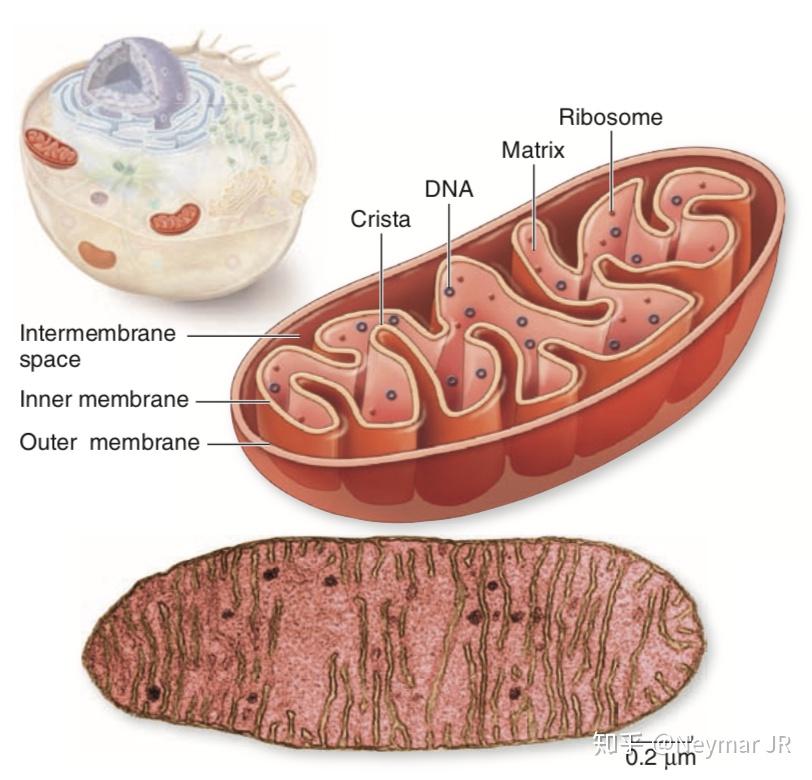 叶绿体和线粒体中含有dna也含有rna吗