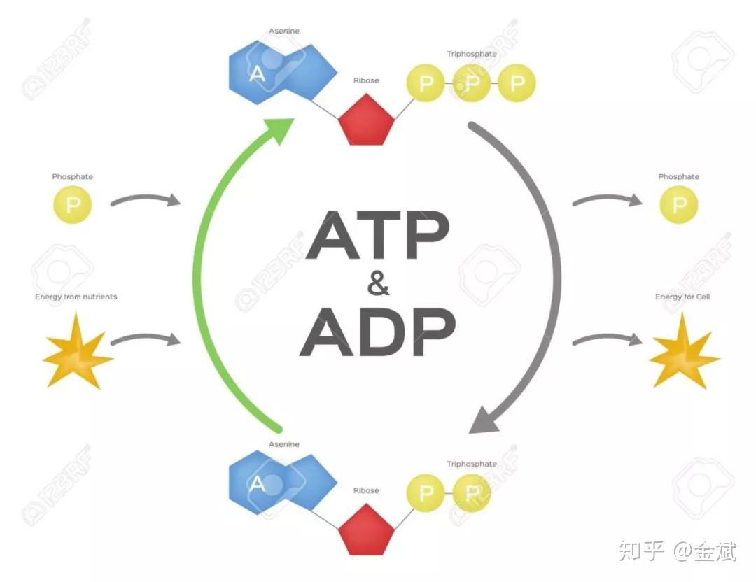 我们的“燃料”到底是怎样让我们动起来的？ - 知乎