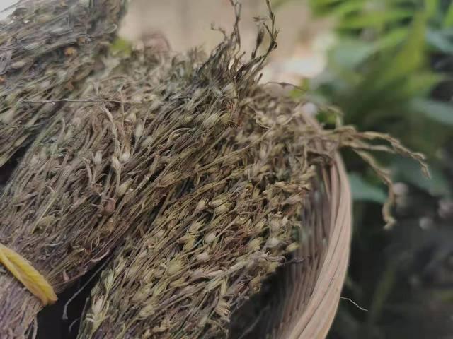 专治小儿疳积良药的独脚金，我们今天来了解一下是怎样烘干的？ - 知乎