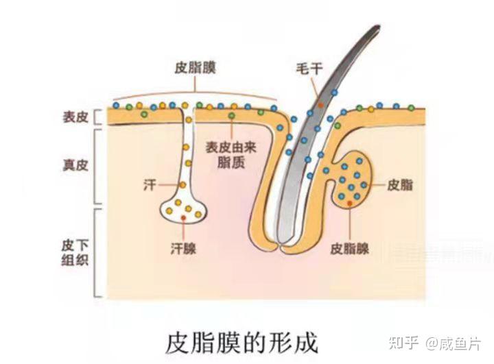零基础认识皮肤屏障/全网最全面的解读皮肤屏障 - 知乎