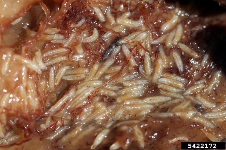 白色虫卵是是什么苍蝇怎么办会孵化寄生吗是什么苍蝇白色虫卵是什么