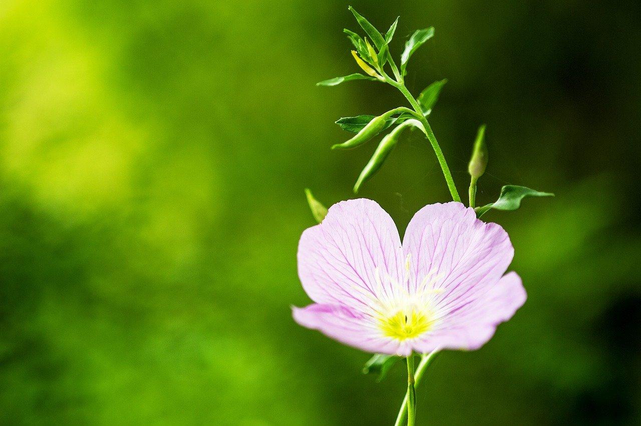 4. 月见草药用价值