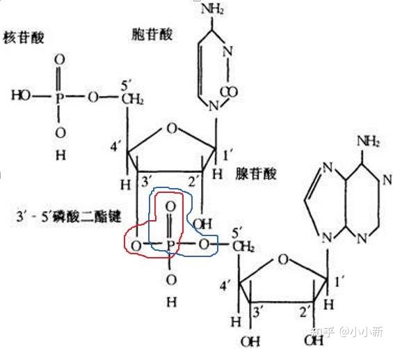 磷酸二酯键位置图片