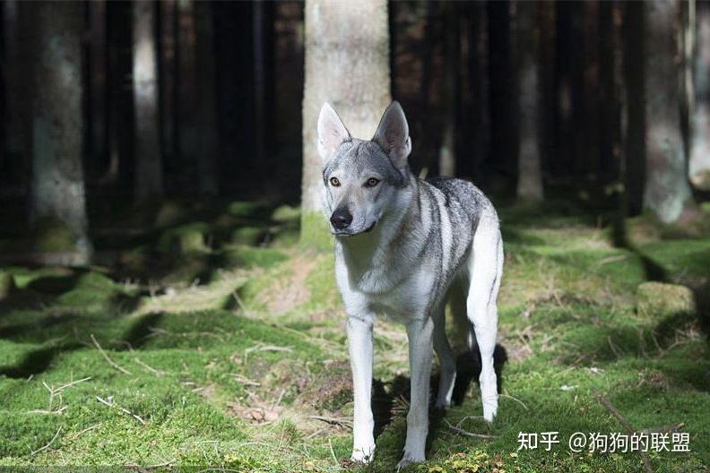 养过“捷克狼犬”后,你会爱上它的 - 知乎