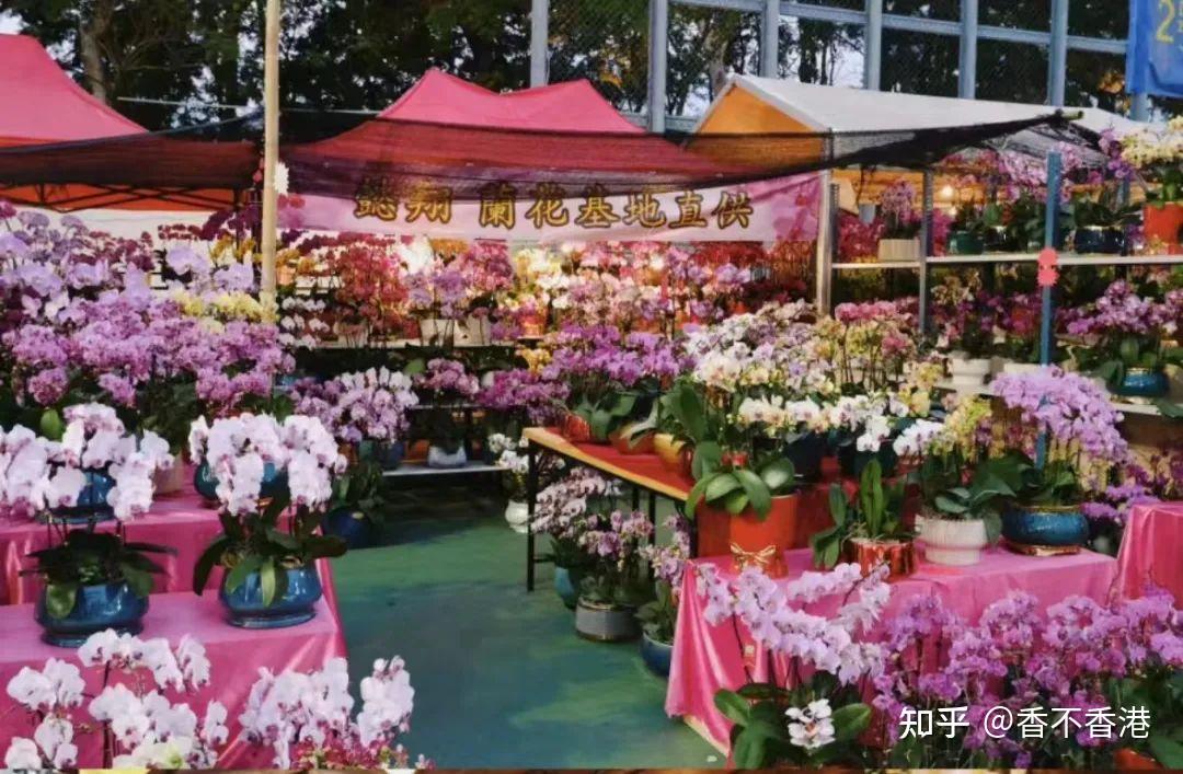 2024香港“春节习俗&特色活动”大公开!在港过年的各位不愁没得玩了! - 知乎