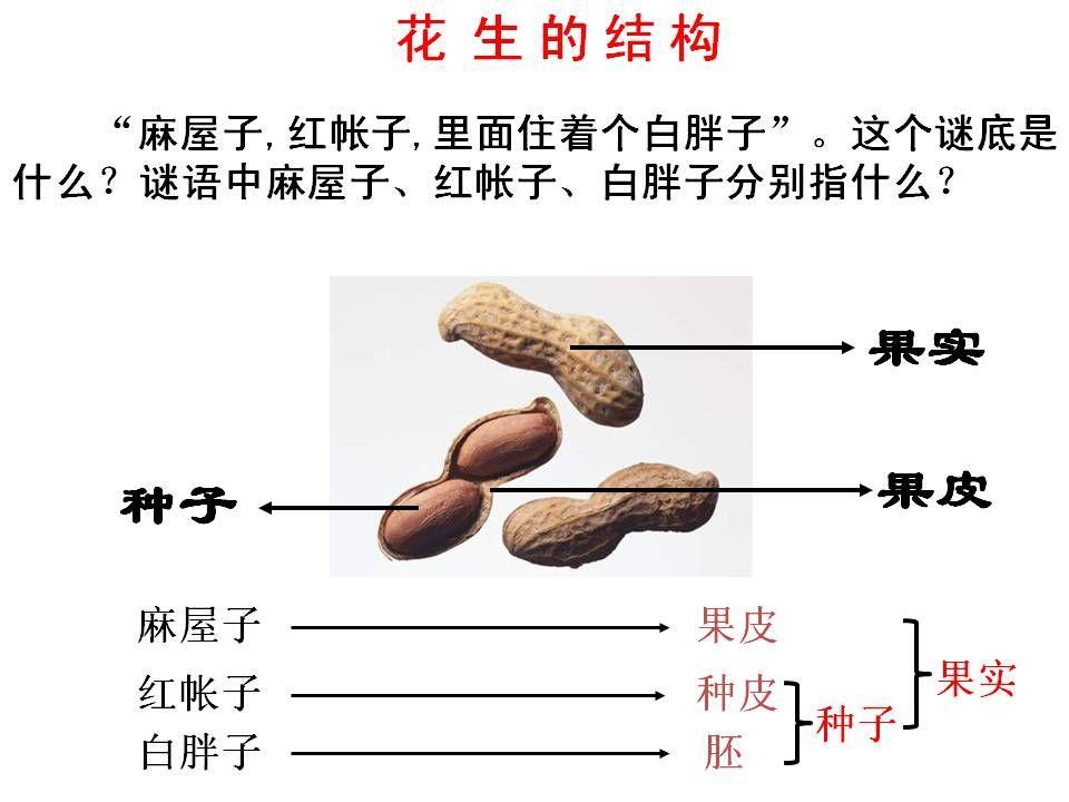 哪些植物的果实同时也是植物的种子?