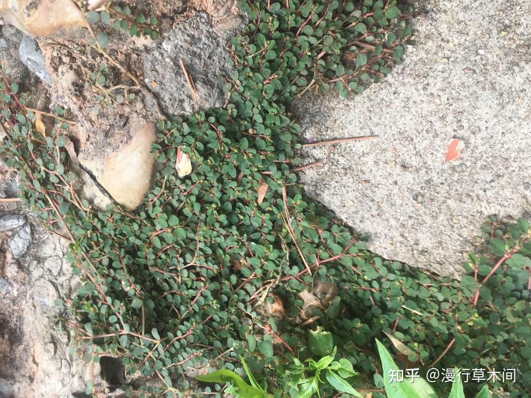 地锦和斑地锦,2种叫“血见愁”的植物,有啥区别? - 知乎