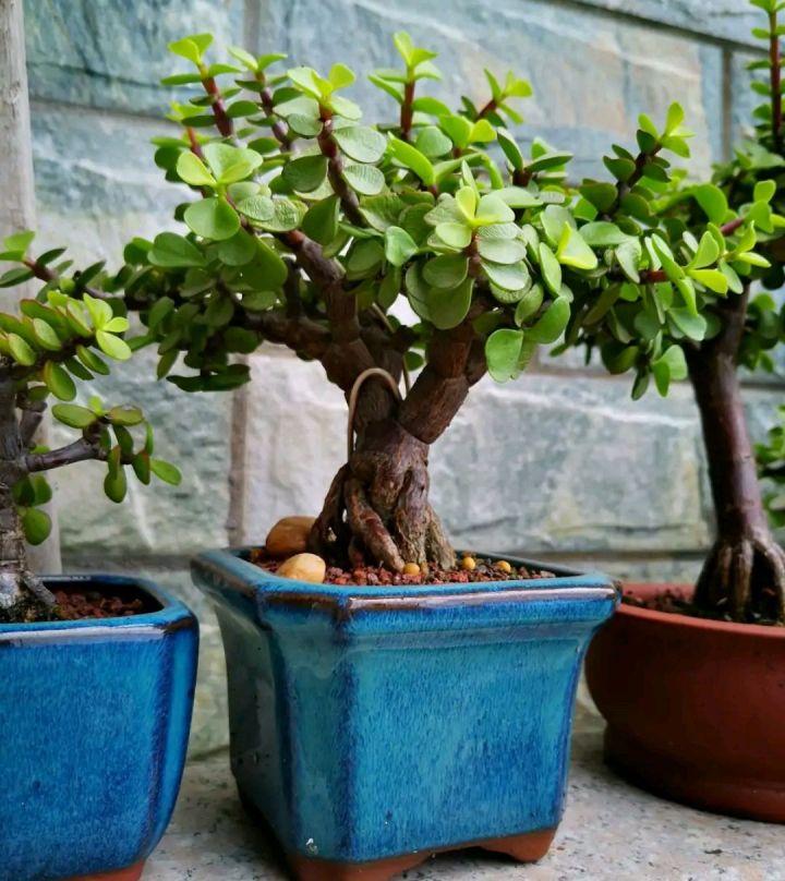 18大 吉祥花 建议至少养一盆 旺家旺财运 吉祥又大气 知乎