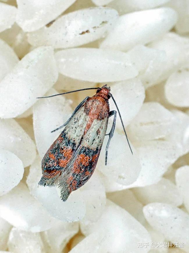 印度谷螟是螟蛾科pyralidae的一类小飞蛾,体长8-10毫米非常常见的一类