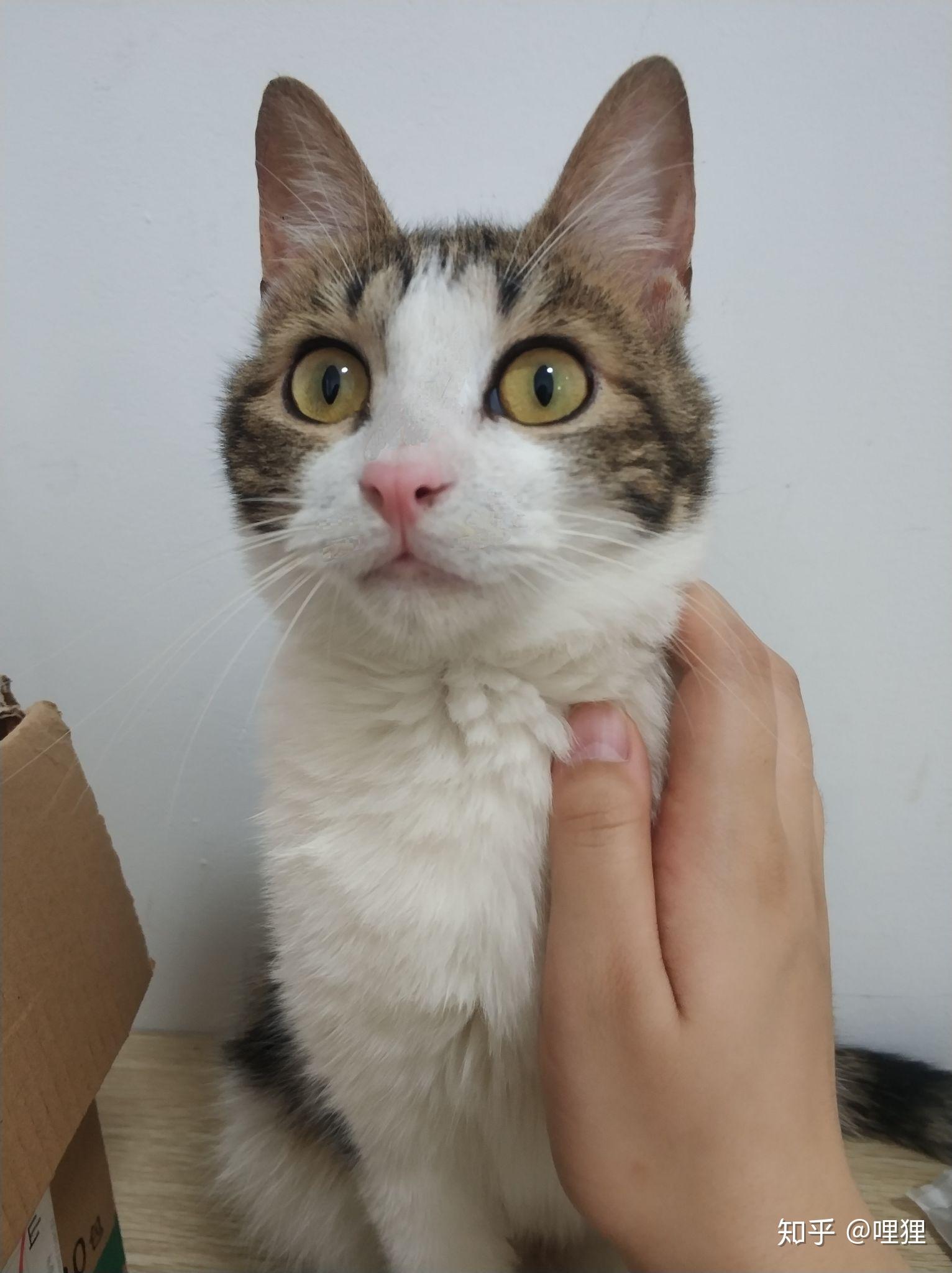 好想看看三花猫啊谁能晒晒自家三花主子