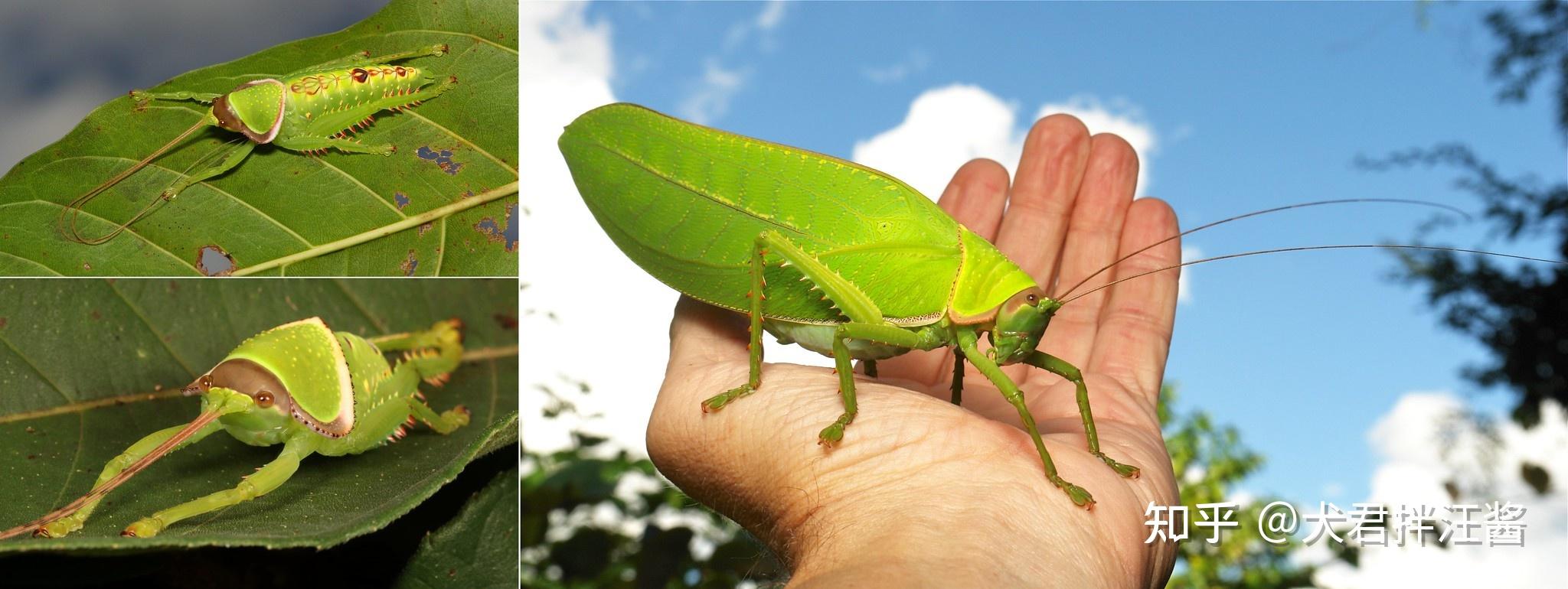 女大学生在寝室发现巨拟叶螽,网友评论称「以为是个玩偶,结果是活的」