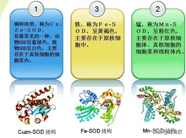 关于锰SOD和铜锌SOD的区别? - 知乎
