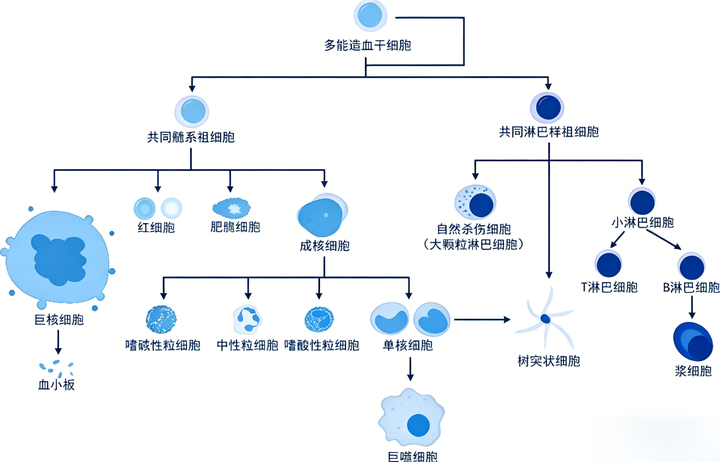 血液免疫细胞解析:T/B/NK/髓系细胞标志物 - 知乎