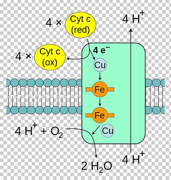 细胞色素c氧化酶(cytochrome c oxidase)