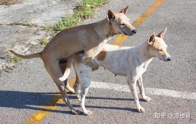 狗交配会出现拔不出来的现象,这种流行说法是真实的吗? - 知乎