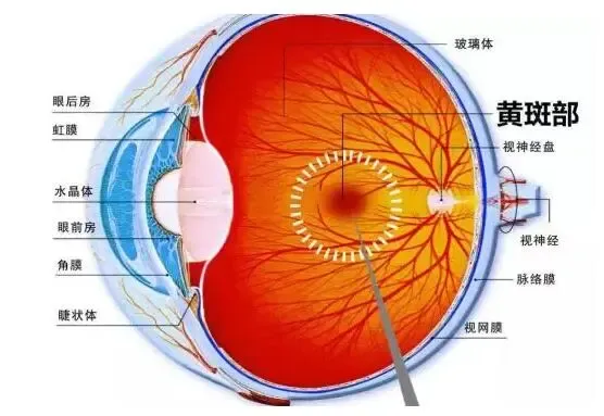 眼睛盲点图片