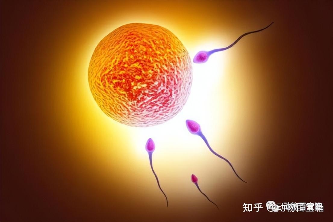 人类受精卵结合那一瞬间,会爆发出巨大闪光,这是为何? - 知乎