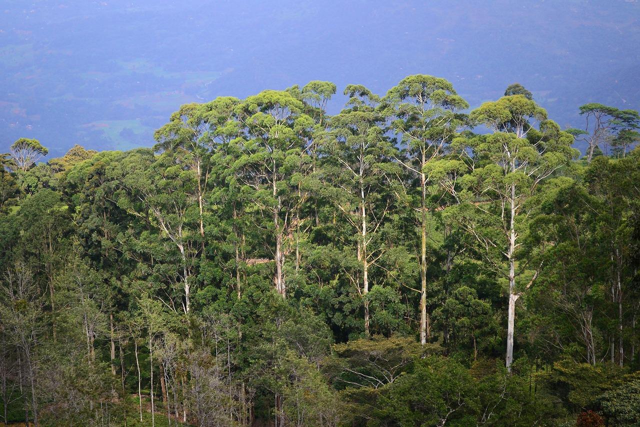 大树遮蔽炎炎夏