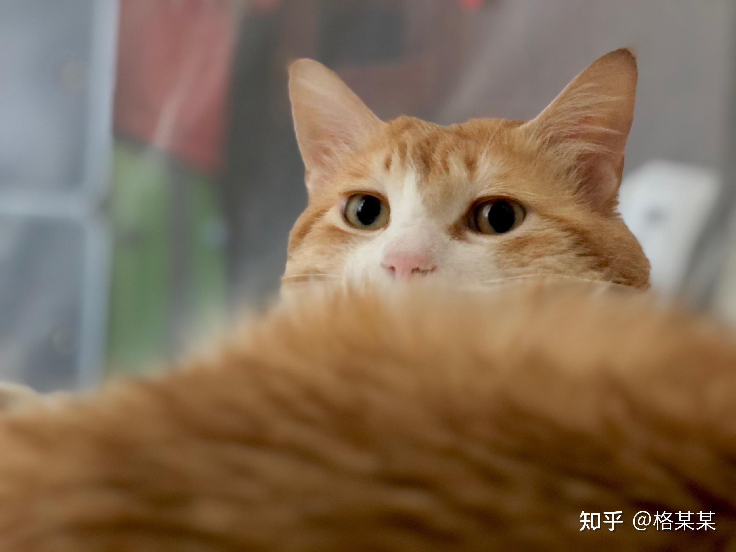 可以给我看看你们的橘猫吗?