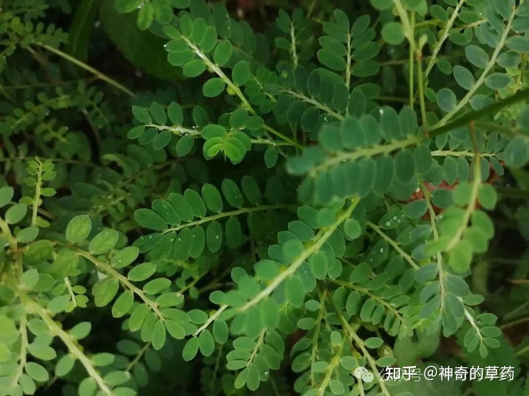 珠子草的药用价值图片