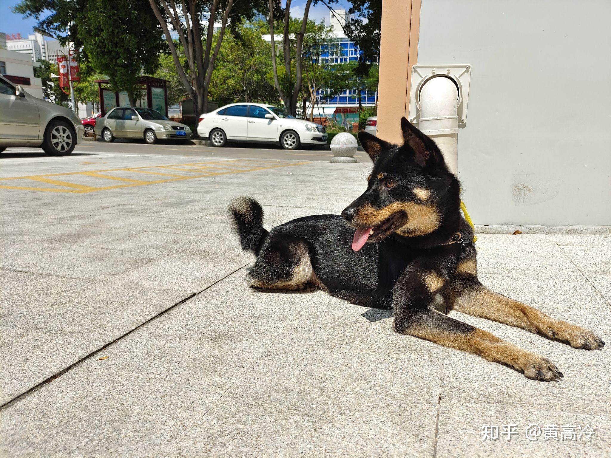 如何挑选四眼铁包金铁包银田园犬