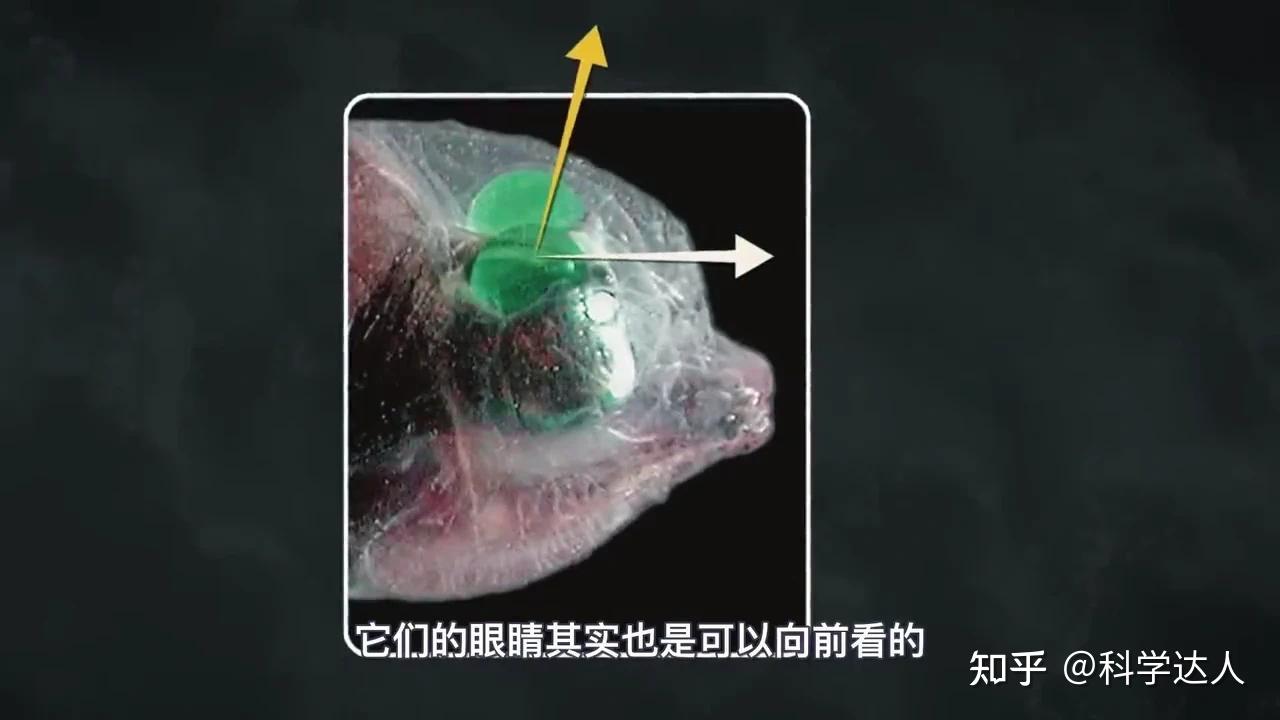 深海中有哪些生物能够发光,它们为何进化出发光能力? - 知乎