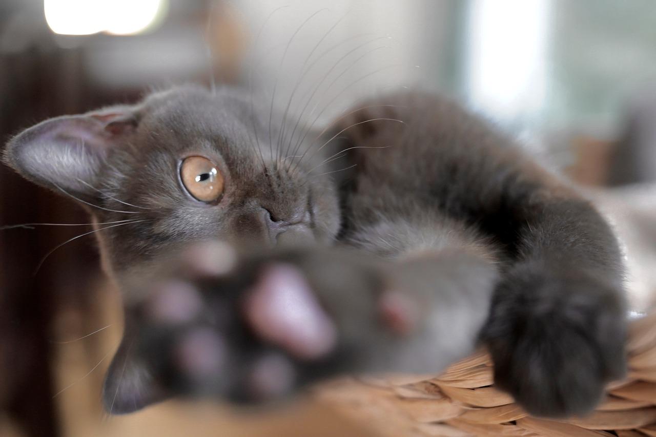 毛茸茸的小伙伴