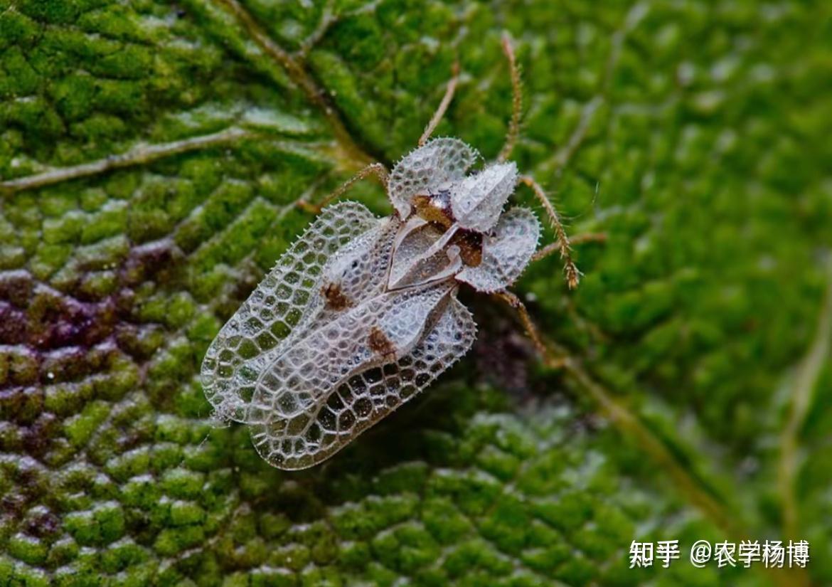 这是什么虫子?白色的芝麻大小,会飞.怎么去除?