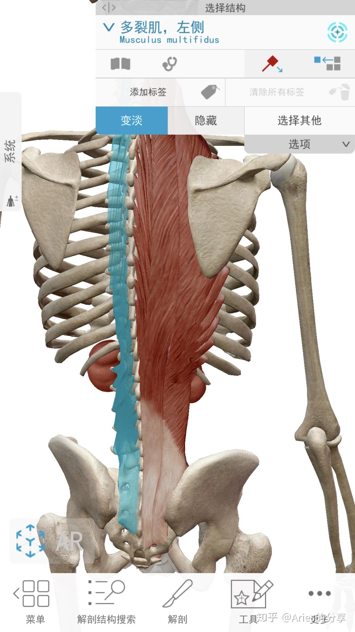 多裂肌和竖脊肌到底如何区分它们的作用有哪些相同之处和不同之处