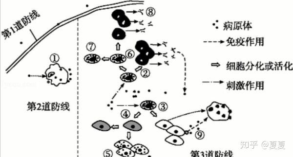 唾液和唾液中的溶菌酶分别属于第几道防线?