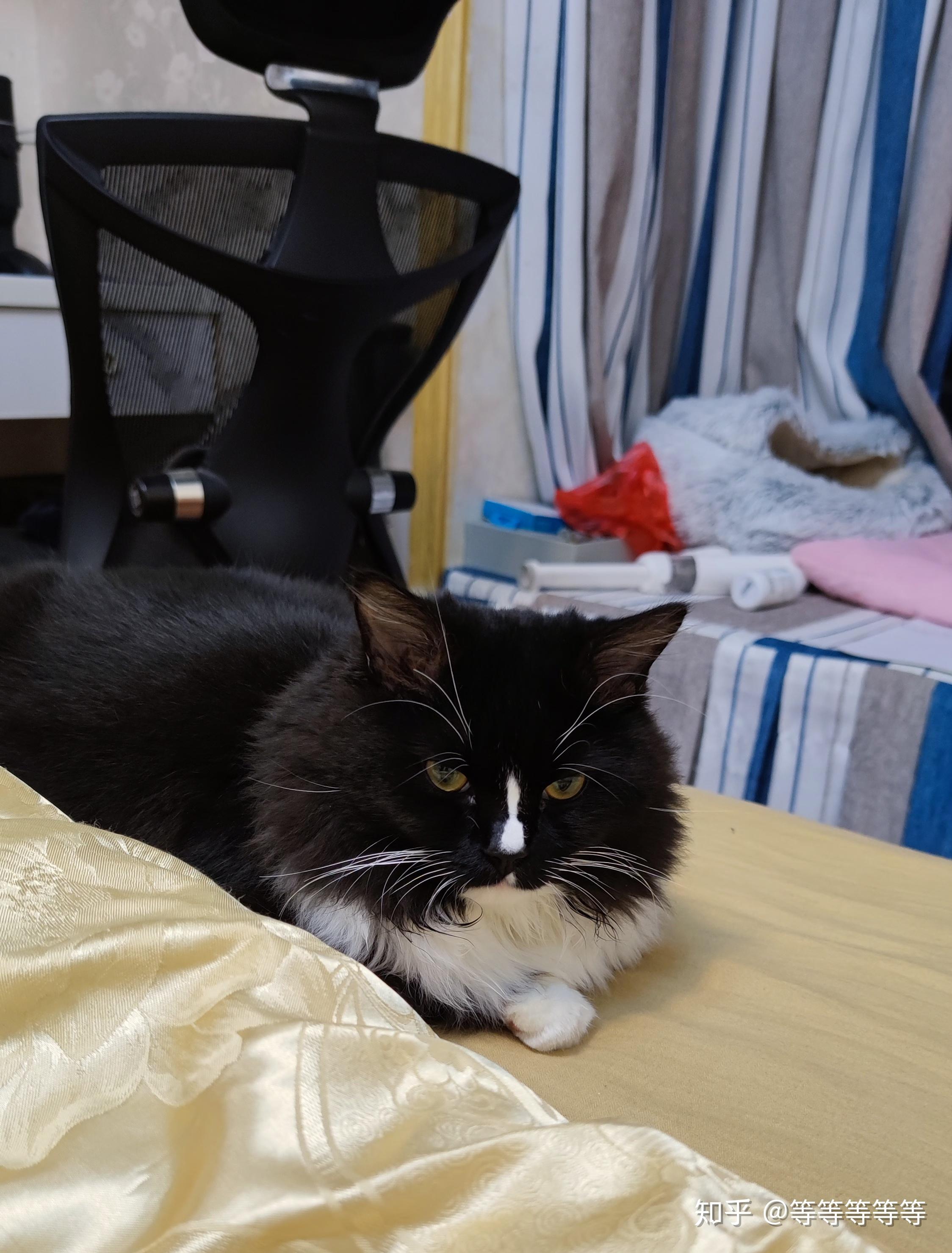 有人试过布偶猫和蓝猫配种的吗? - 知乎