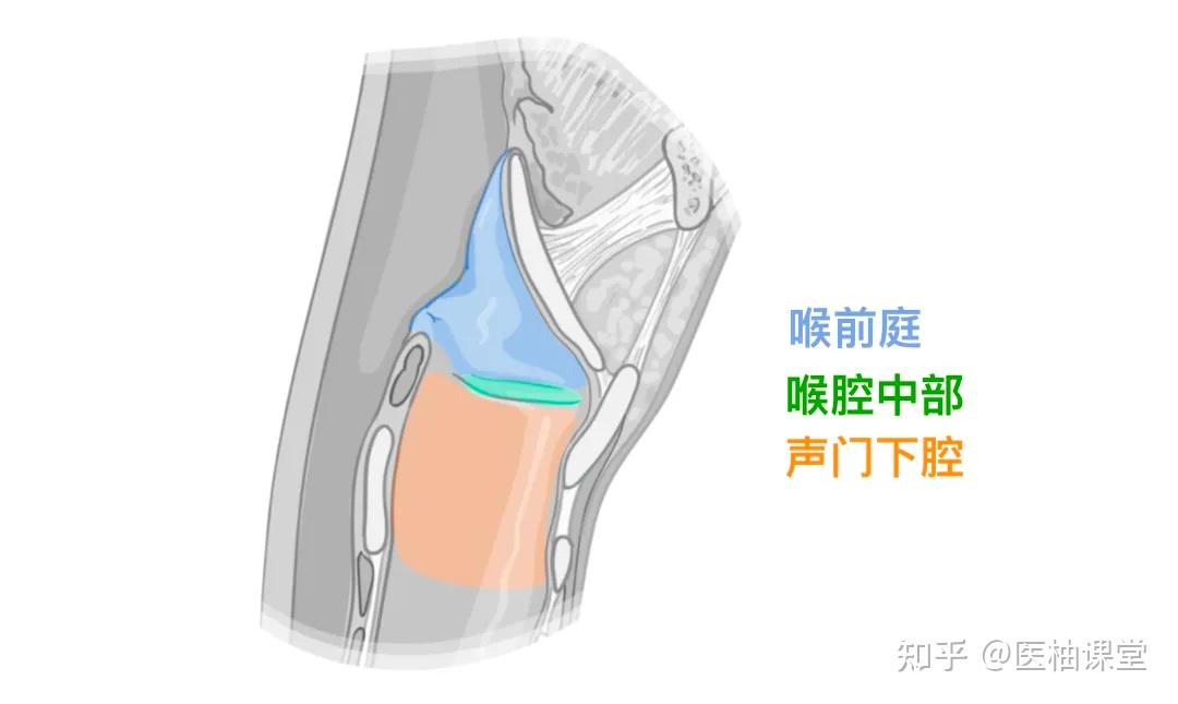 人体解剖学基础:喉和气管 - 知乎
