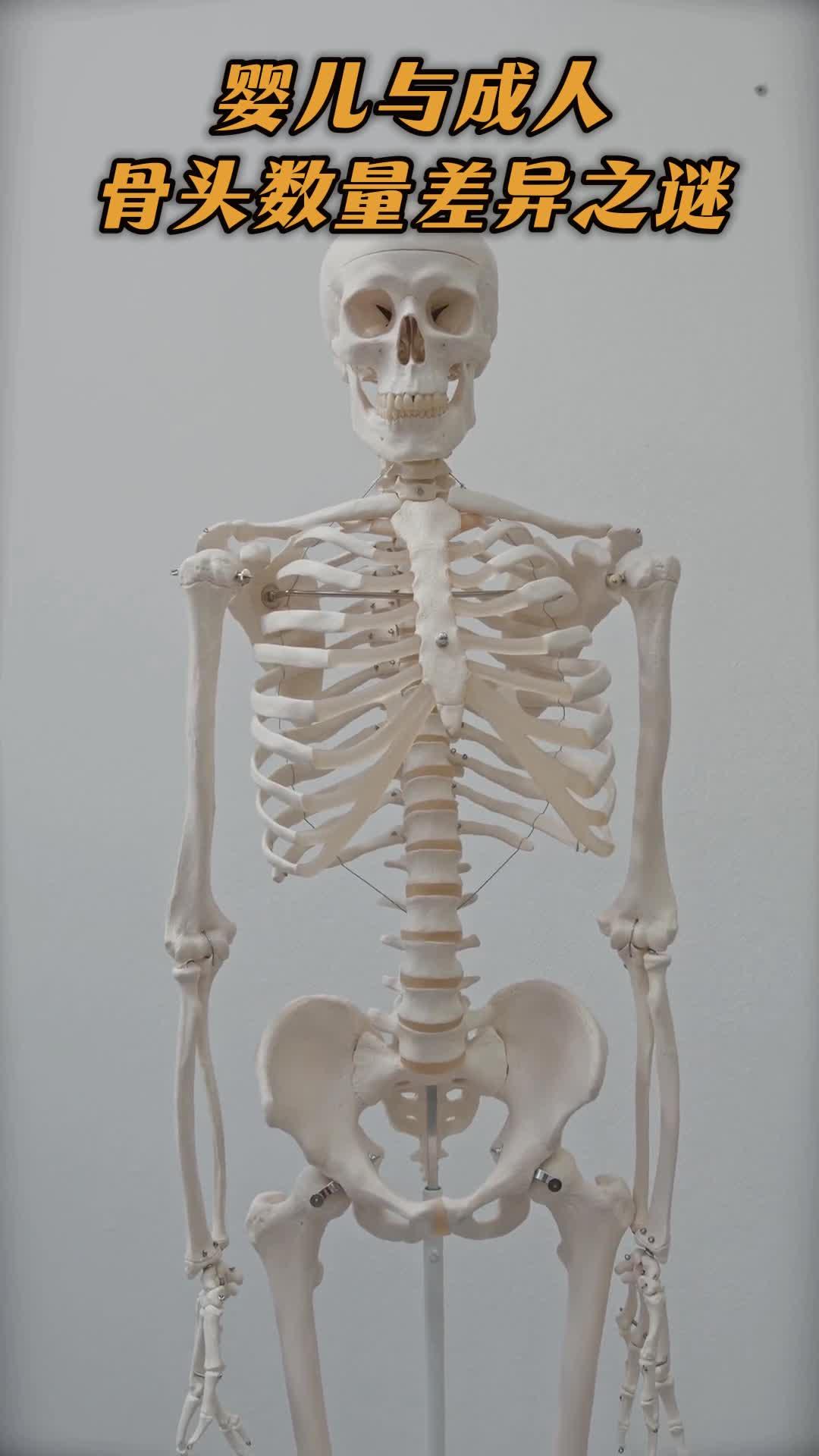 婴儿与成人骨头数量竟不同
