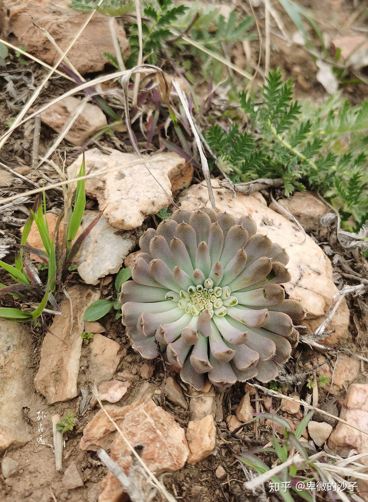 哪些山上有野生多肉? - 知乎