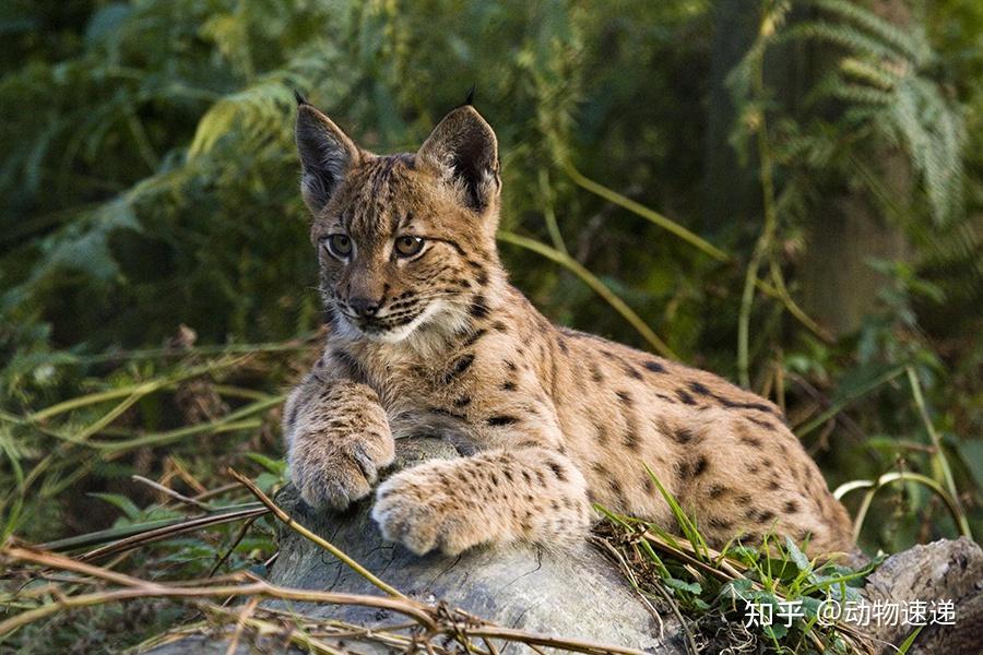 听过“猞猁屠狼”的故事,在现实中 猞猁真的能杀死狼吗? - 知乎