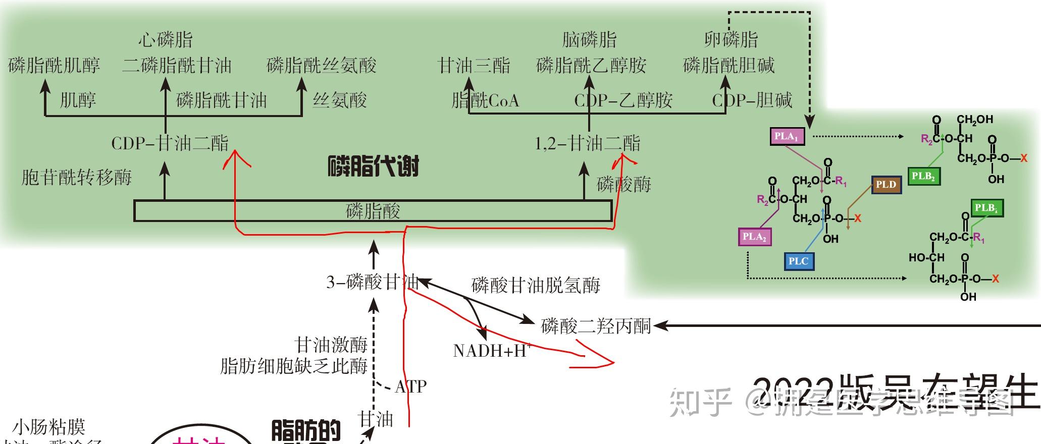 人体的脂质代谢是怎么个流程? - 知乎