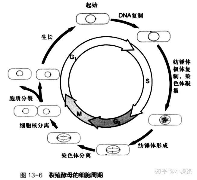 酵母菌出芽生殖属于有丝分裂吗? - 知乎
