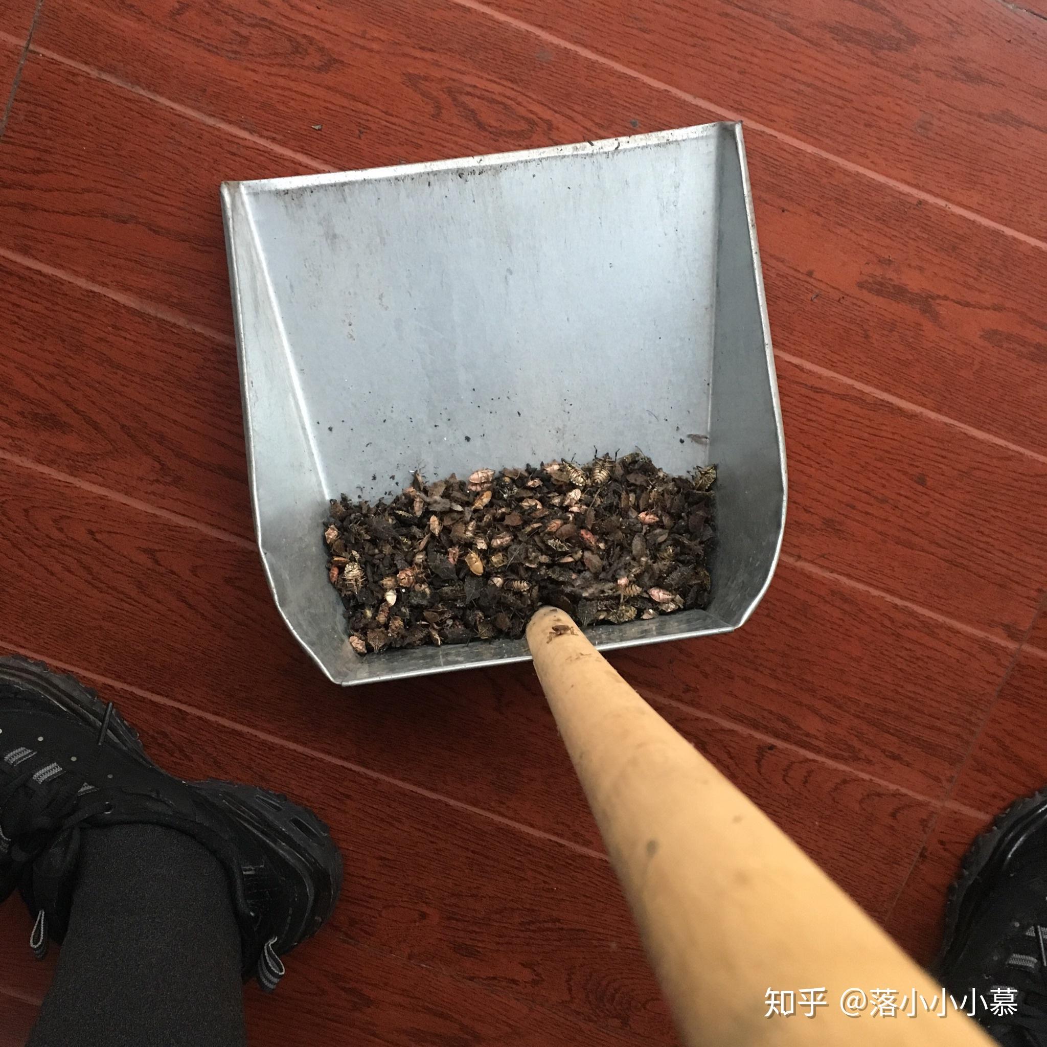 被放屁虫臭翻是种怎样的体验