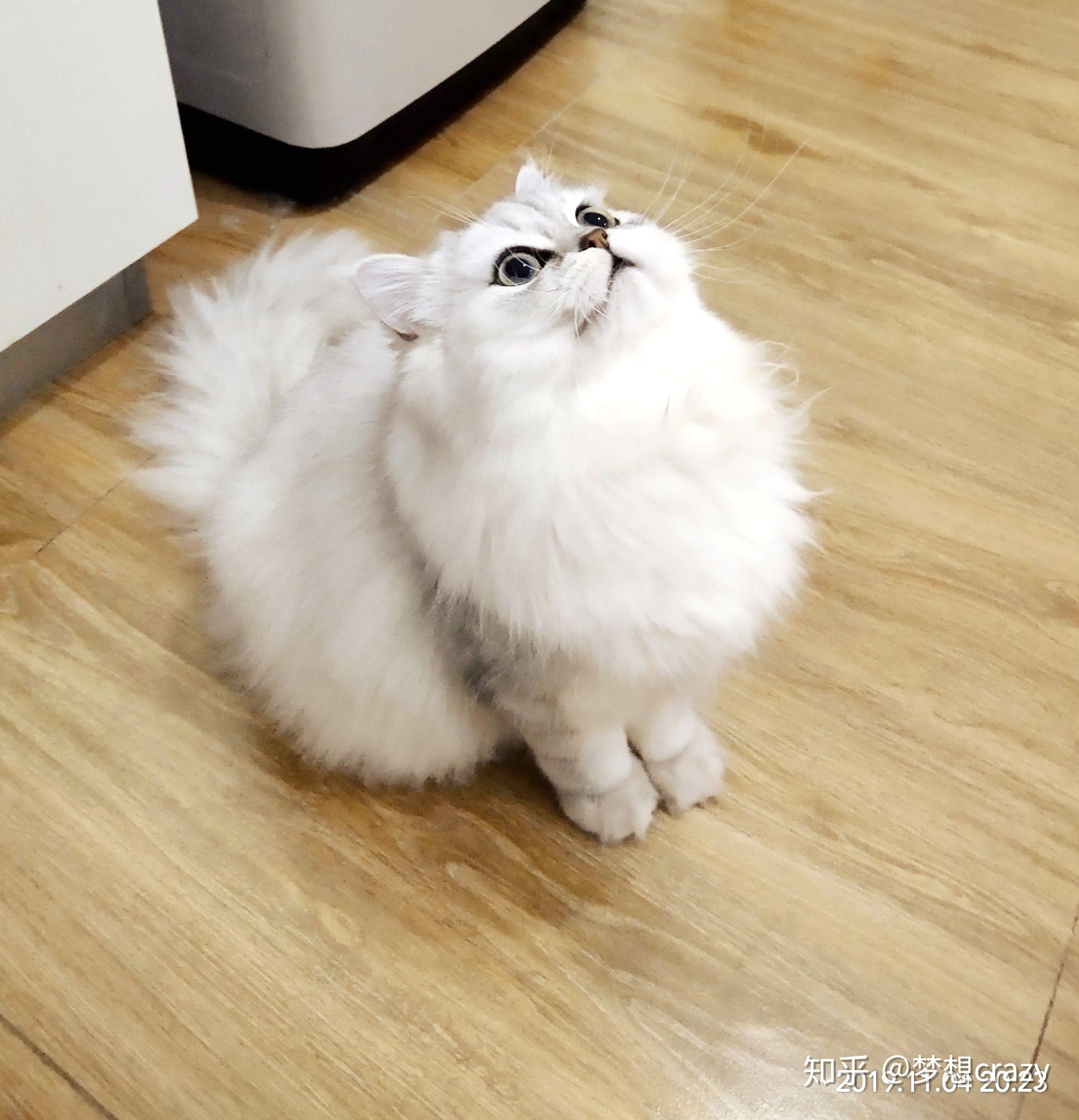 以下哪只金吉拉长大后不会长残? - 知乎