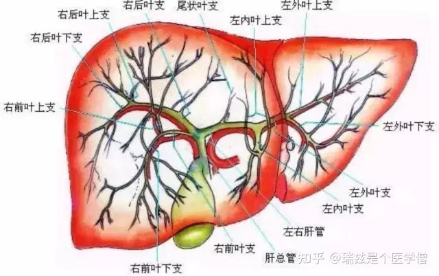 临床记忆口诀——肝 - 知乎