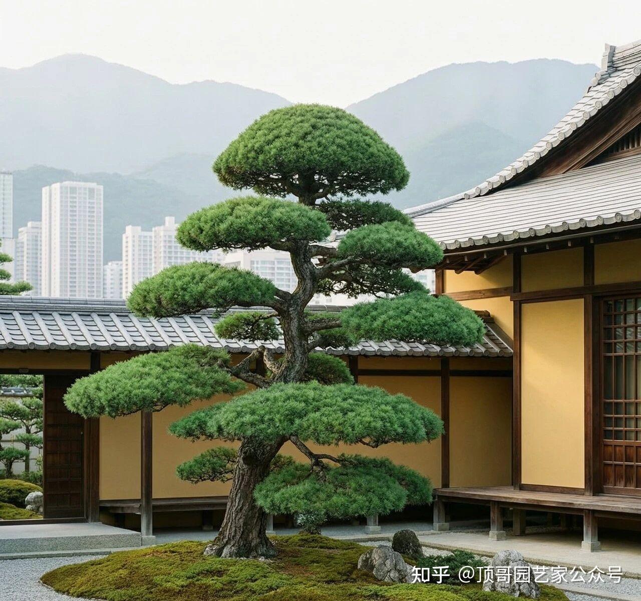 院子想要四季常青？这份常绿植物清单请收好，照着种准没错！ - 知乎