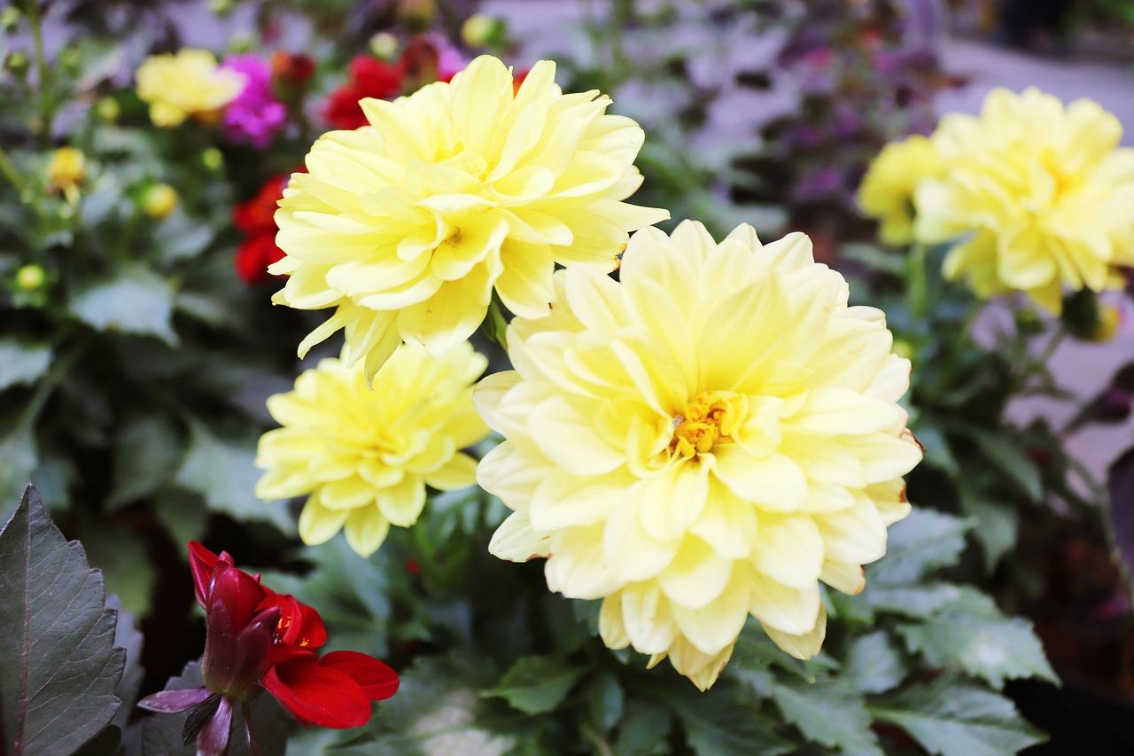 单人被用多少棉花