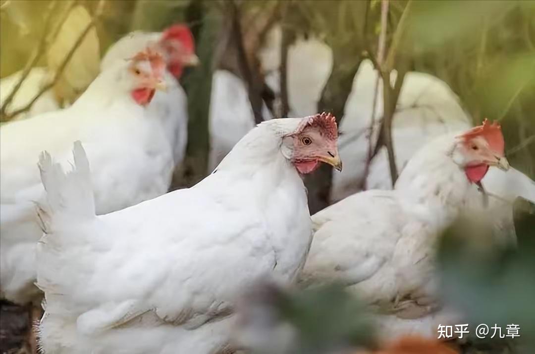 一只鸡的胜利!中国是如何靠一只鸡,打赢美国发动的粮食之战? - 知乎