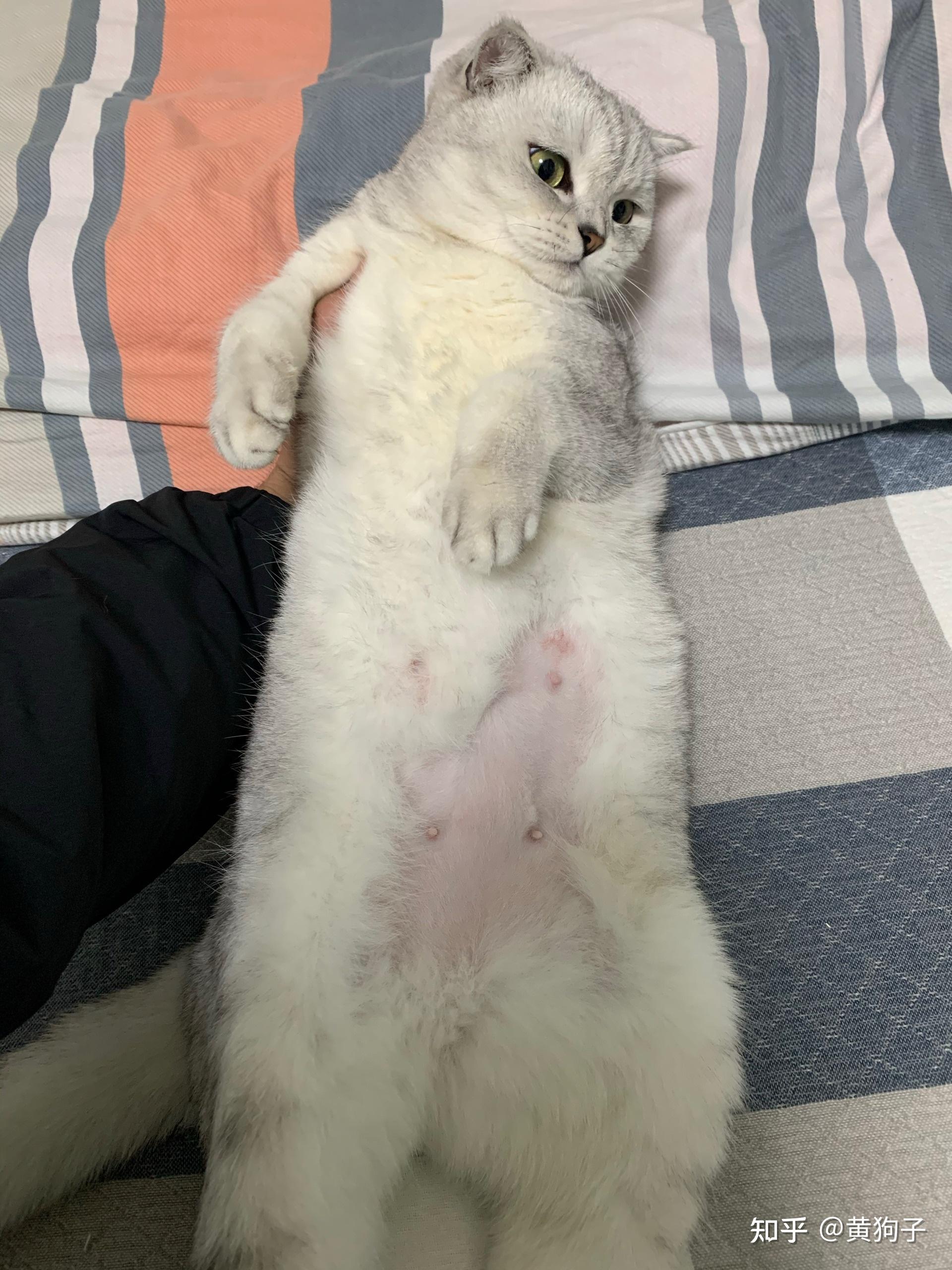 猫的肚子上的毛没有了看起来是被舔掉的没有皮屑感觉就是最近才有的是