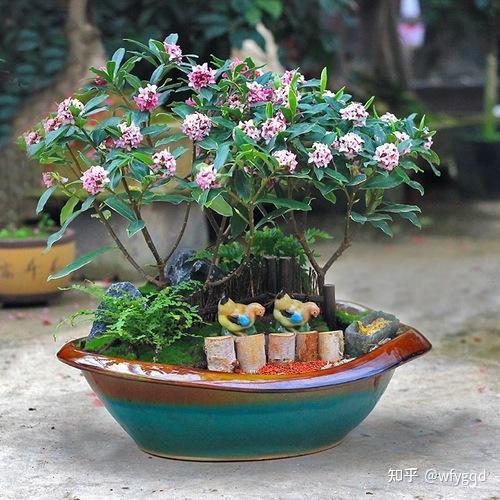 关于香味植物盆景店赚钱吗知乎的信息