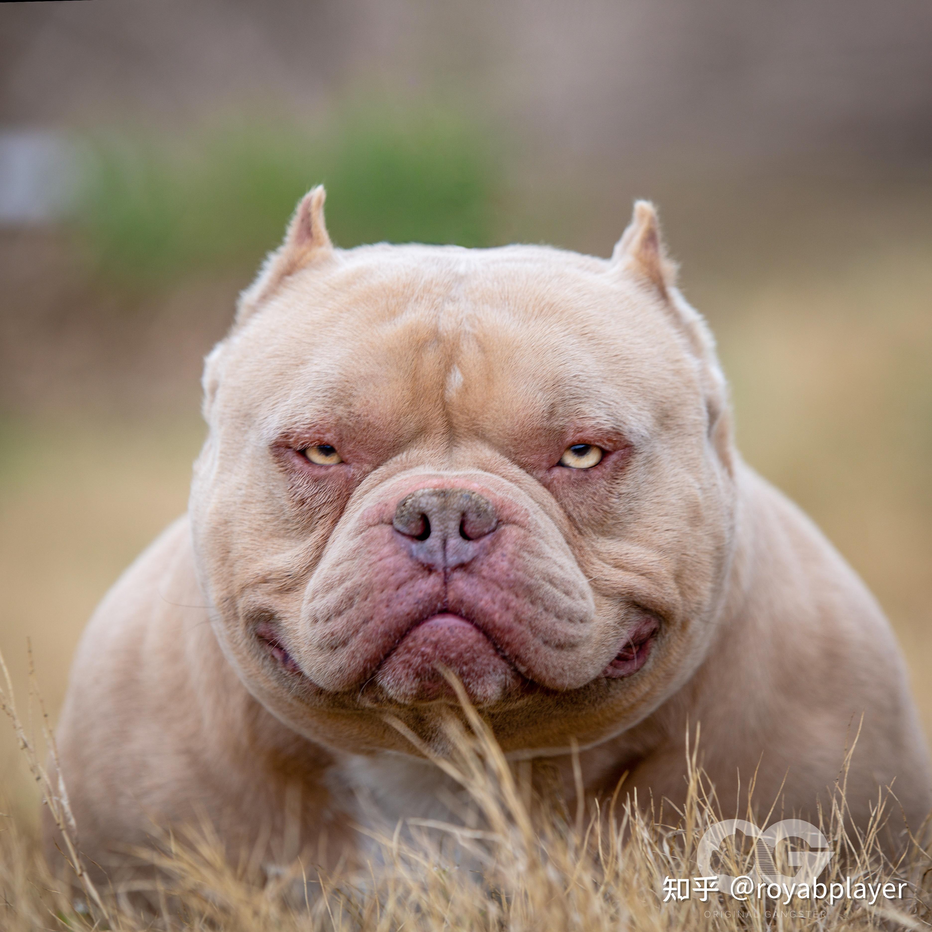 请大神帮忙看看这只6000块恶霸犬如何