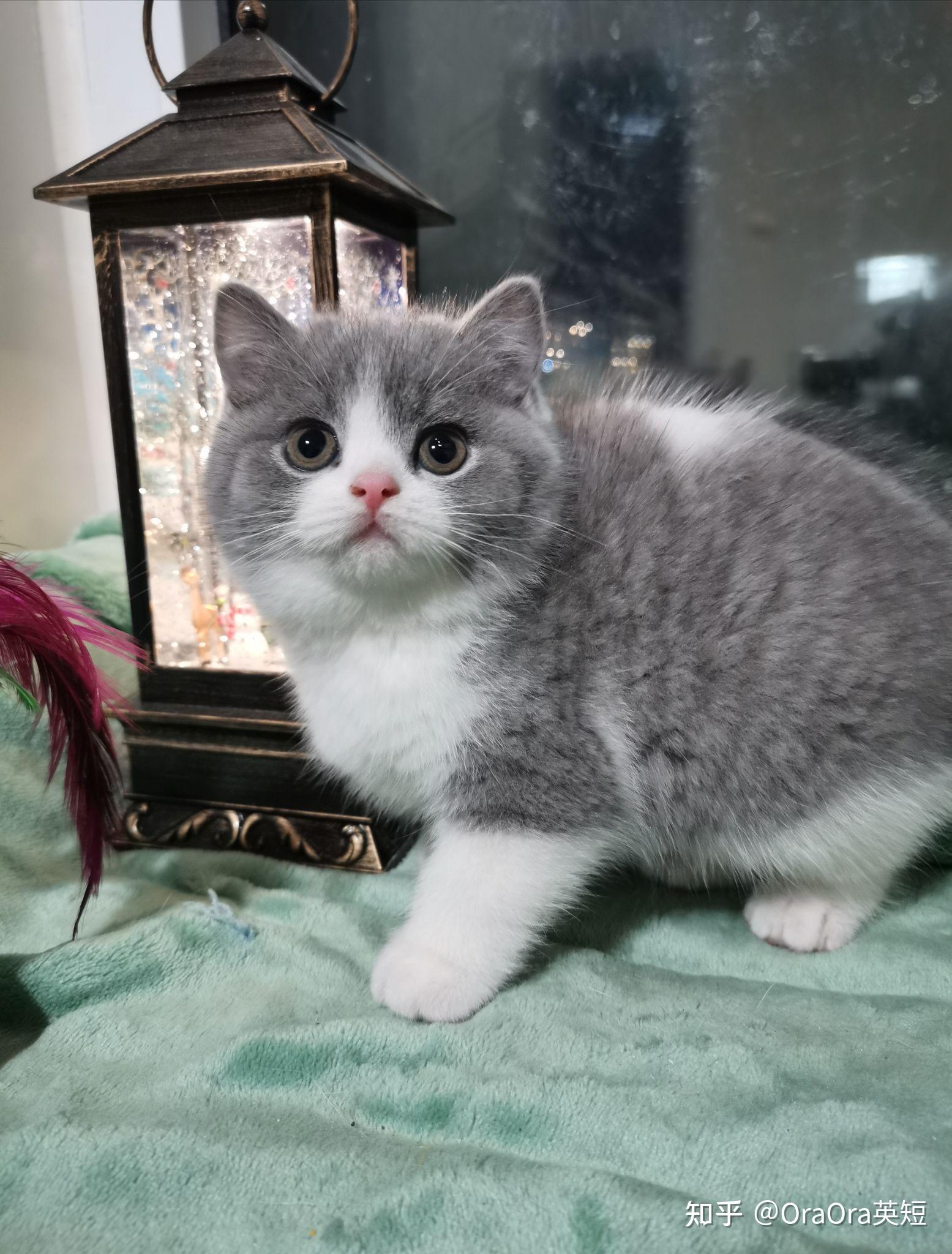 一只品相好的英短蓝白是什么样子的