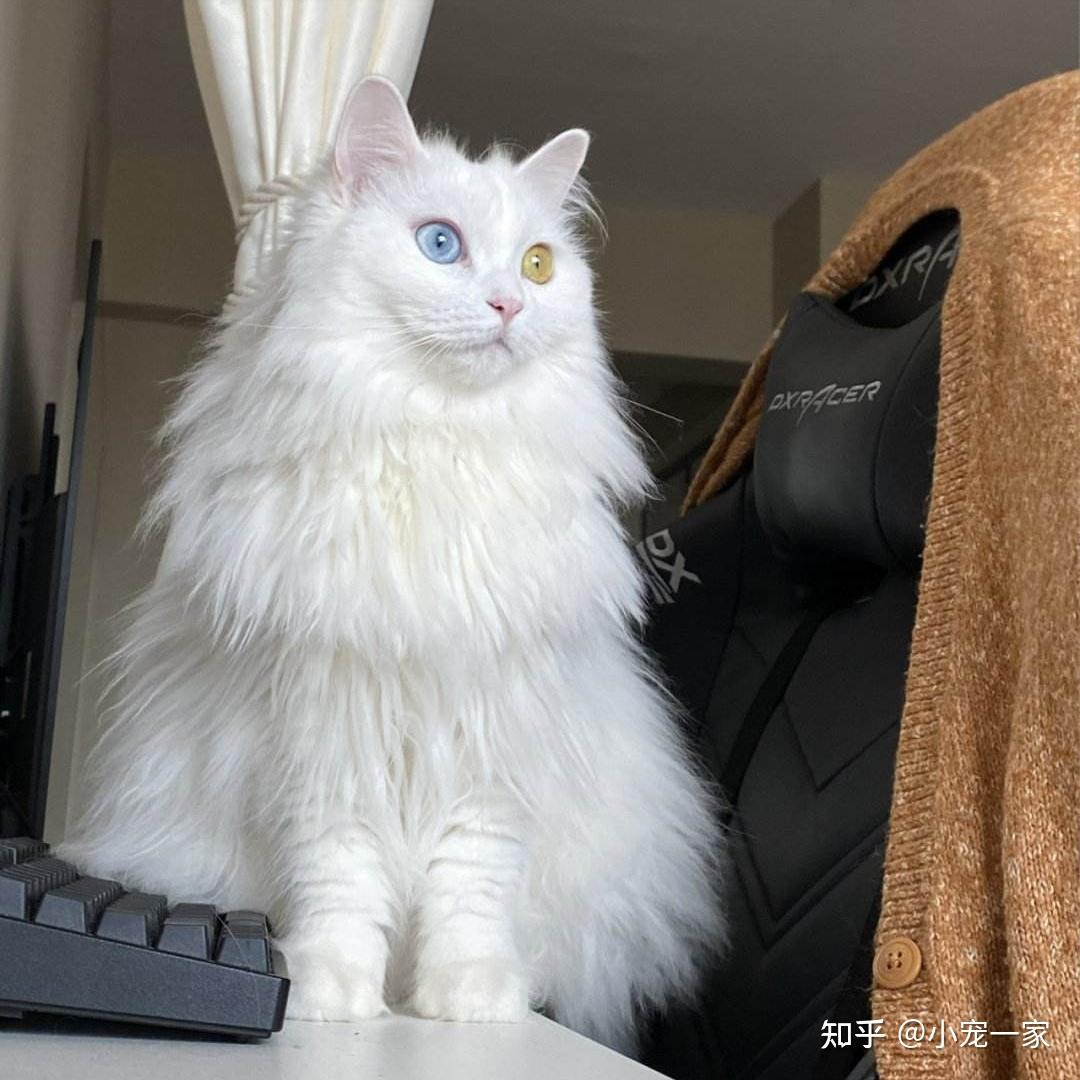 “狮子猫”这么完美,为什么这么少人养,弃养率还很高?