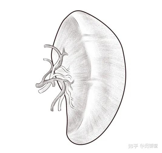 脾虚生百病!分清4种脾虚证...... - 知乎