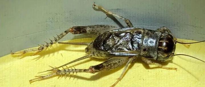 蟋蟀分享油紫拱背十全十美